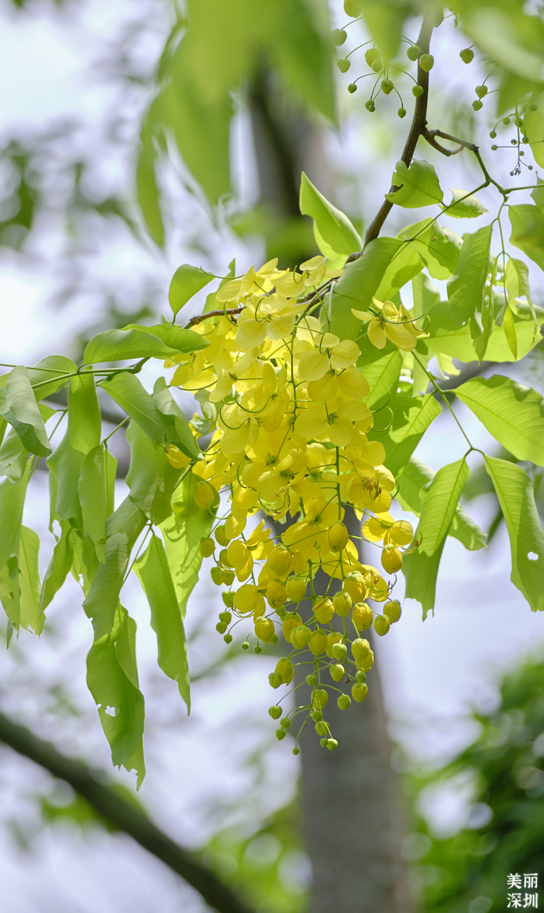 七月花历 | 夏虫鸣唱，蝉声鼓乐，七月夏花绚烂盛放