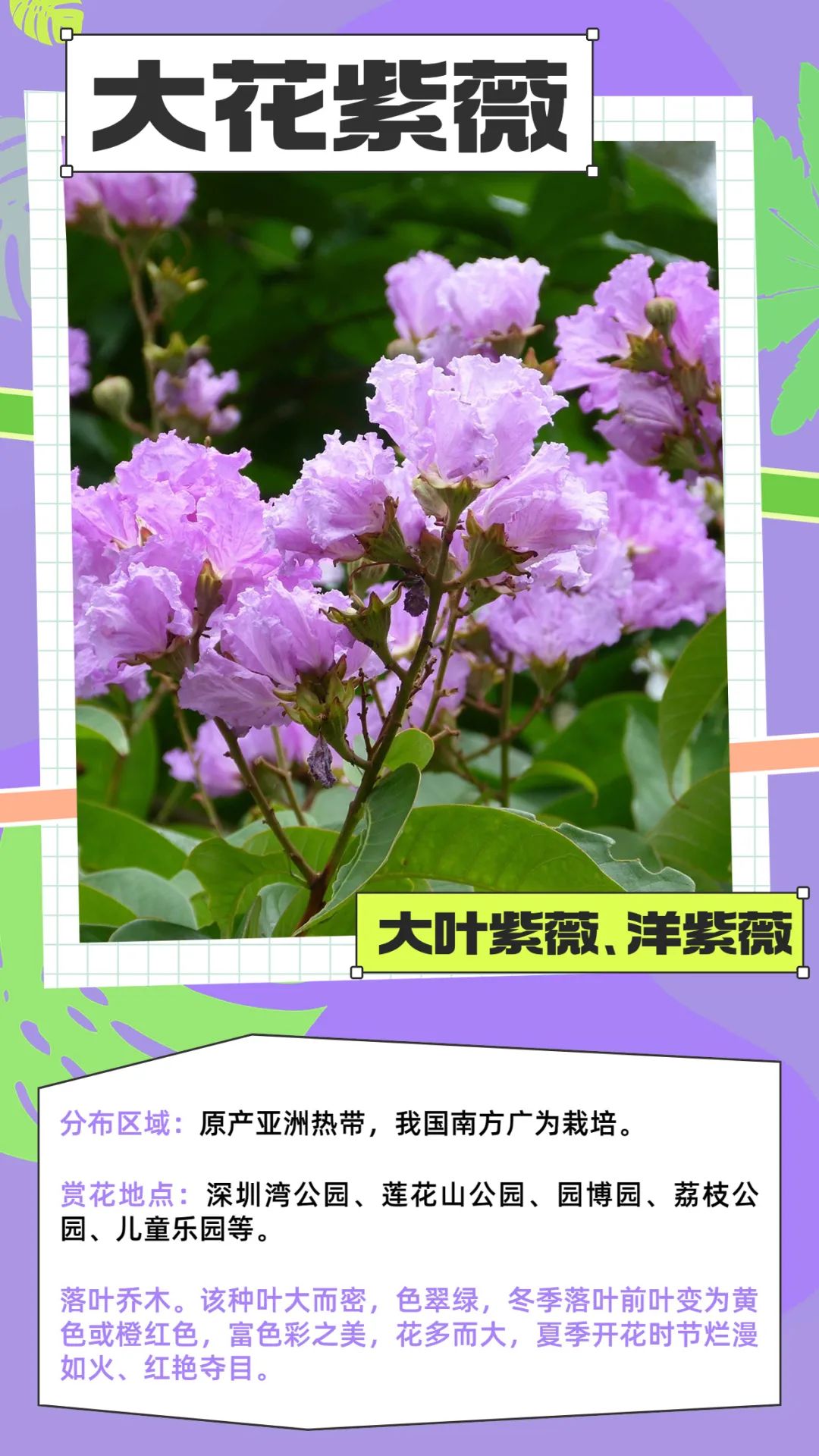 七月花历 | 夏虫鸣唱，蝉声鼓乐，七月夏花绚烂盛放