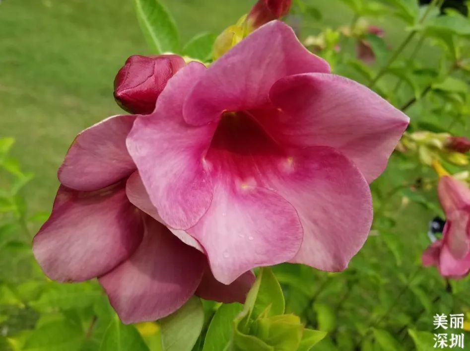 七月花历 | 夏虫鸣唱，蝉声鼓乐，七月夏花绚烂盛放