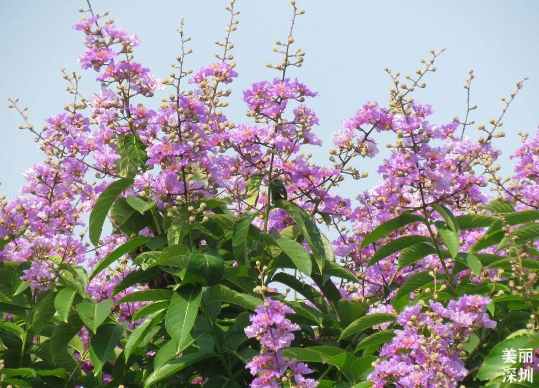 七月花历 | 夏虫鸣唱，蝉声鼓乐，七月夏花绚烂盛放