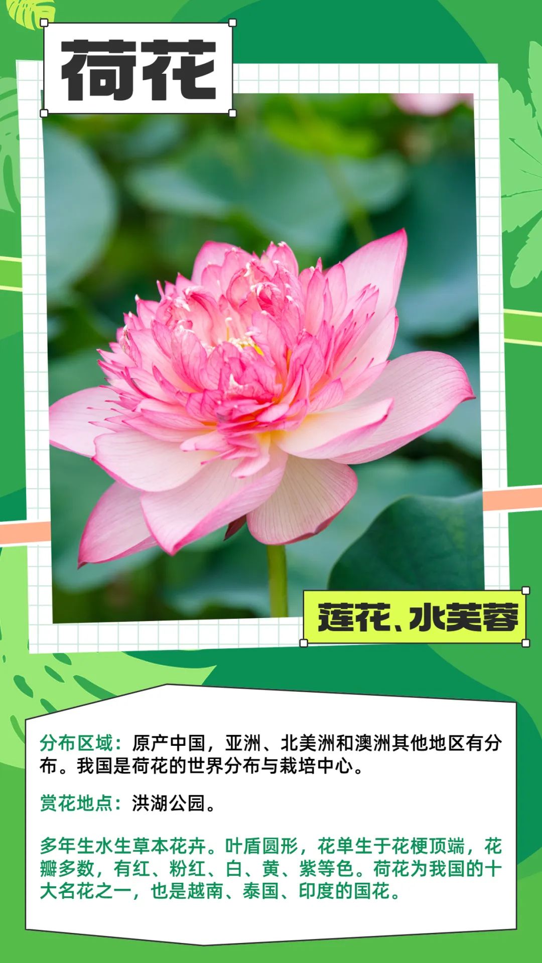 七月花历 | 夏虫鸣唱，蝉声鼓乐，七月夏花绚烂盛放