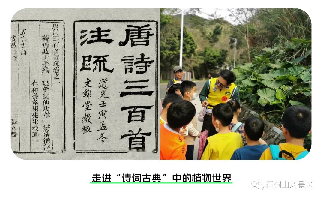 活动报名丨寻找诗学典故中的乡土植物