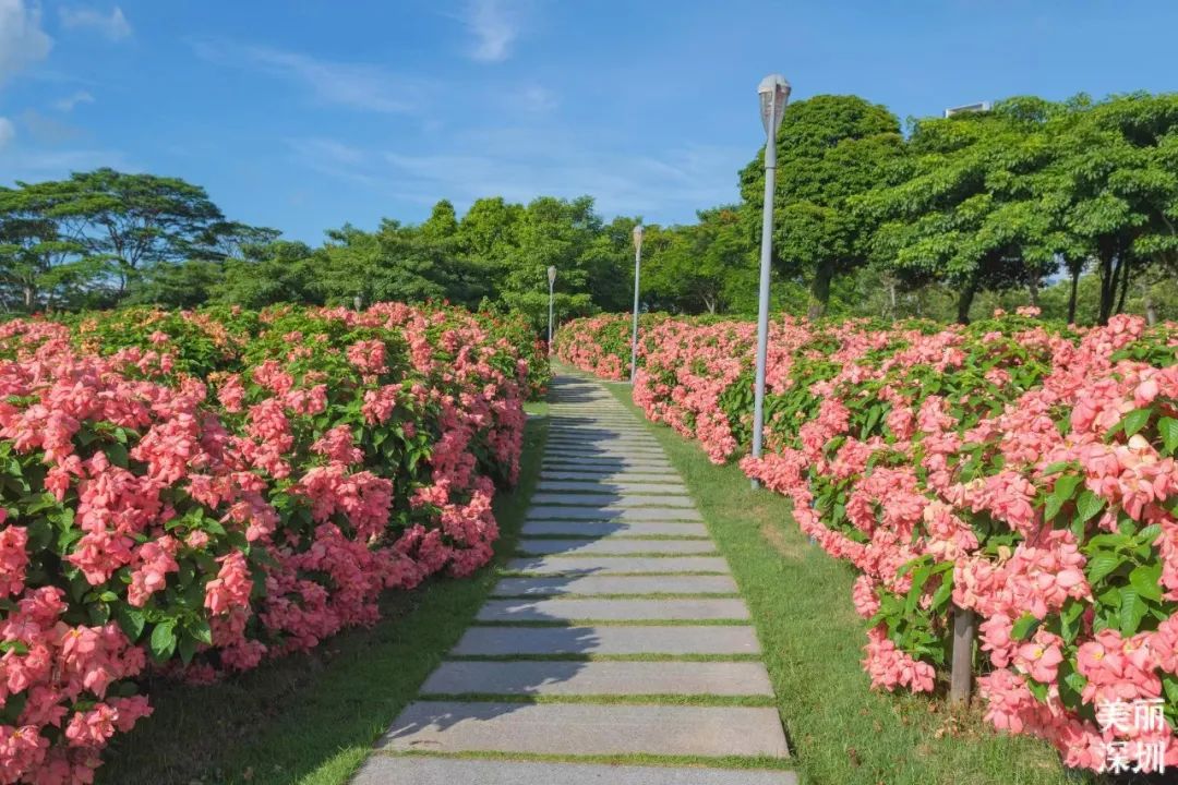 8月花历 | Parkwalk：用脚步感受深圳公园里的鸟语花香