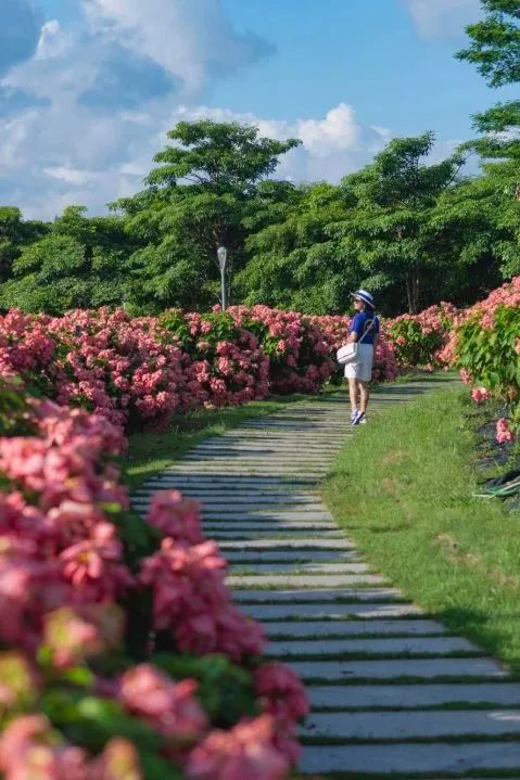 深圳版“莫奈花园”，藏着一个粉色花海