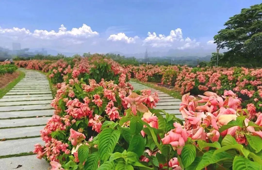 深圳版“莫奈花园”，藏着一个粉色花海