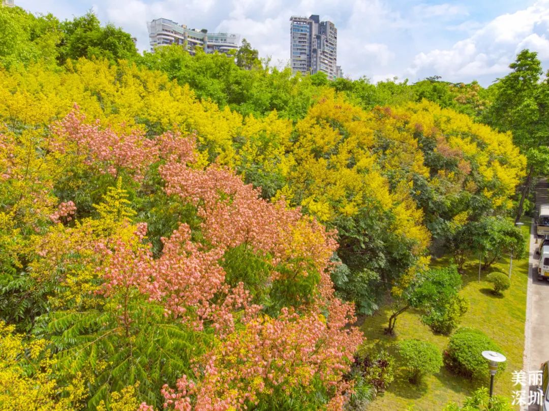 8月花历 | Parkwalk：用脚步感受深圳公园里的鸟语花香