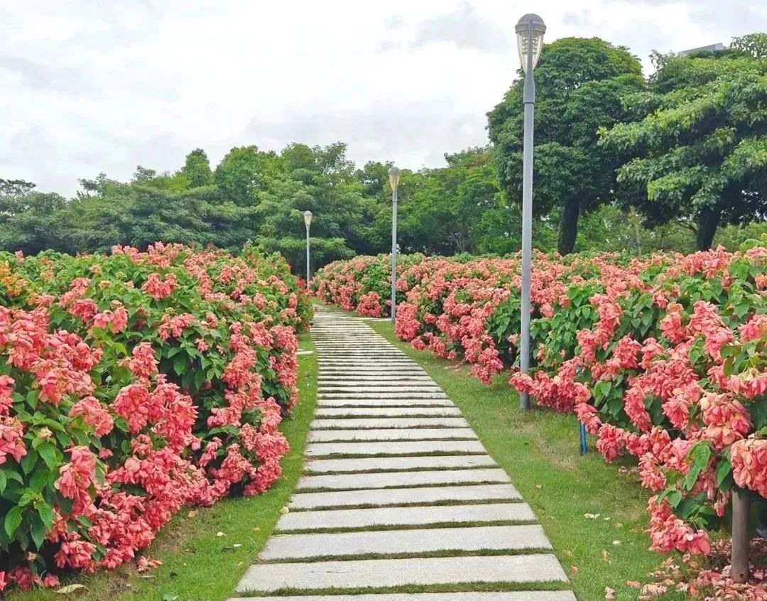 深圳版“莫奈花园”，藏着一个粉色花海