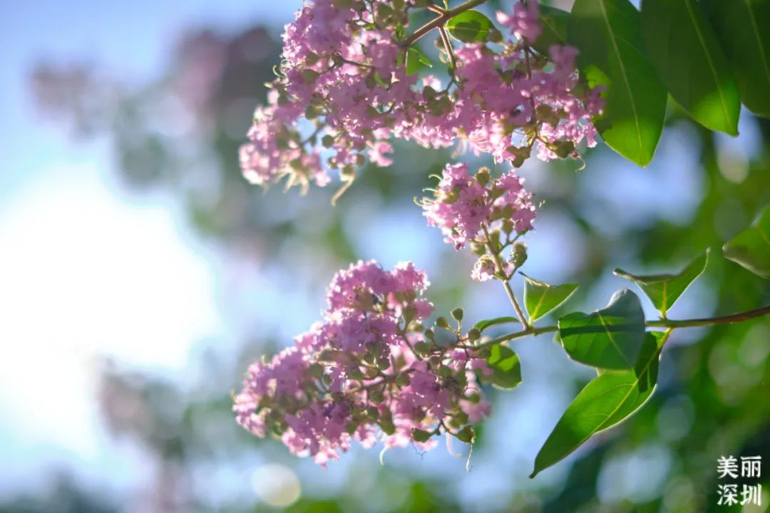 8月花历 | Parkwalk：用脚步感受深圳公园里的鸟语花香