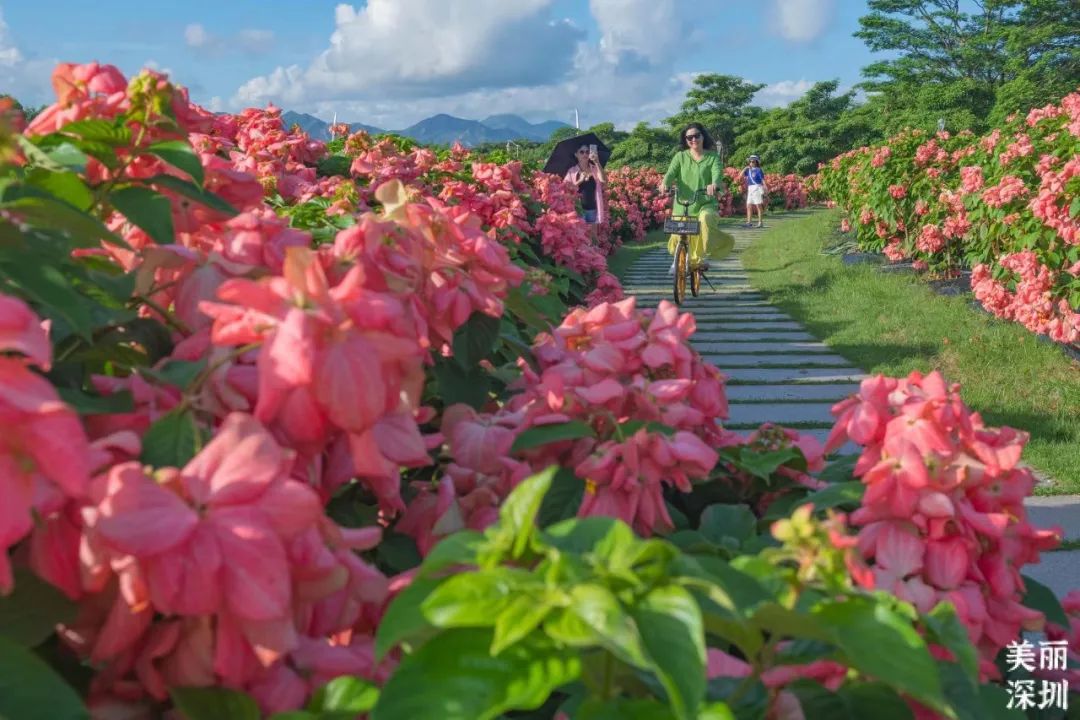 8月花历 | Parkwalk：用脚步感受深圳公园里的鸟语花香