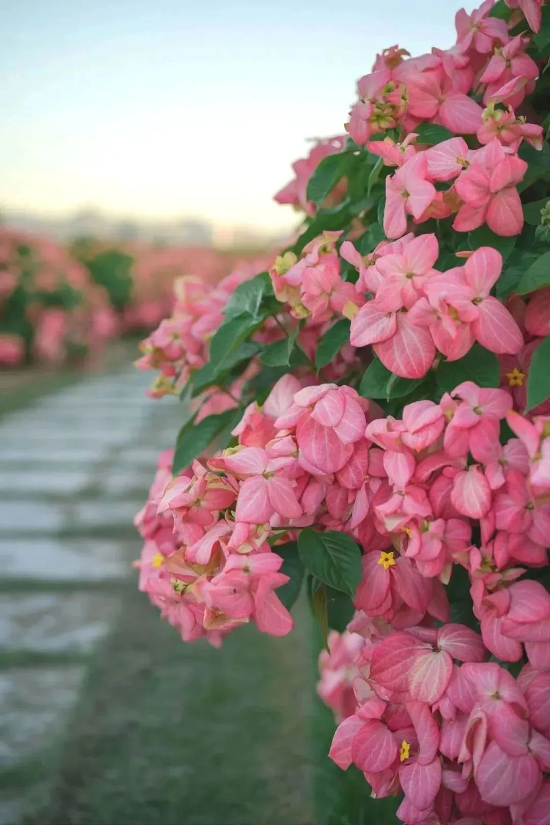 深圳版“莫奈花园”，藏着一个粉色花海