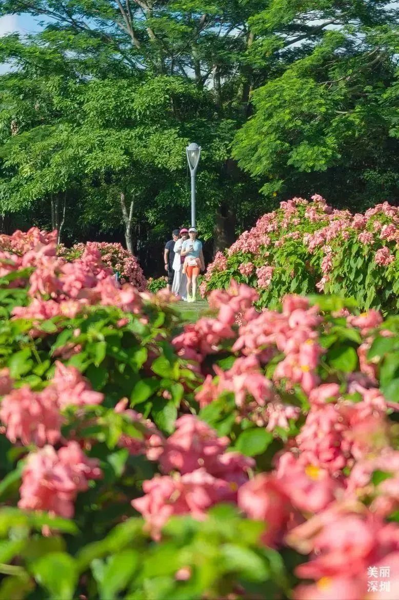 深圳版“莫奈花园”，藏着一个粉色花海