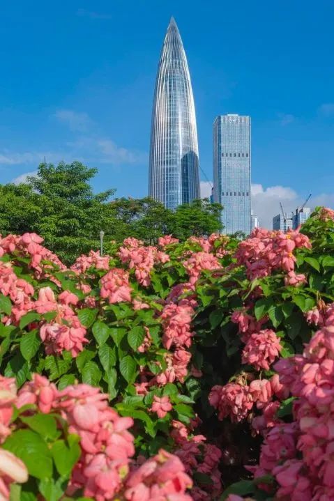 深圳版“莫奈花园”，藏着一个粉色花海