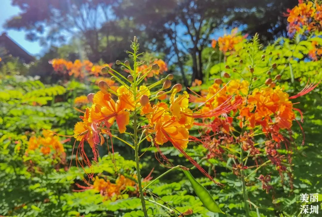 8月花历 | Parkwalk：用脚步感受深圳公园里的鸟语花香