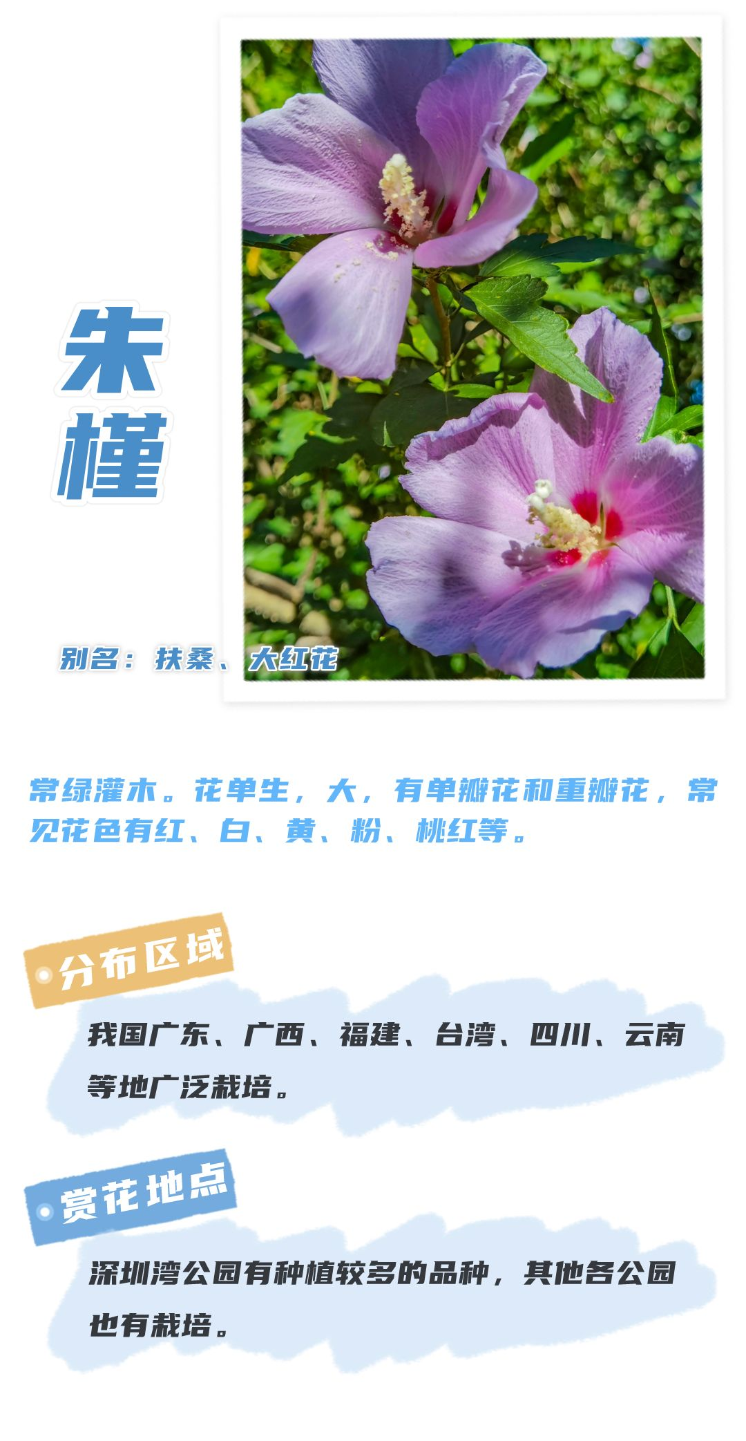 8月花历 | Parkwalk：用脚步感受深圳公园里的鸟语花香