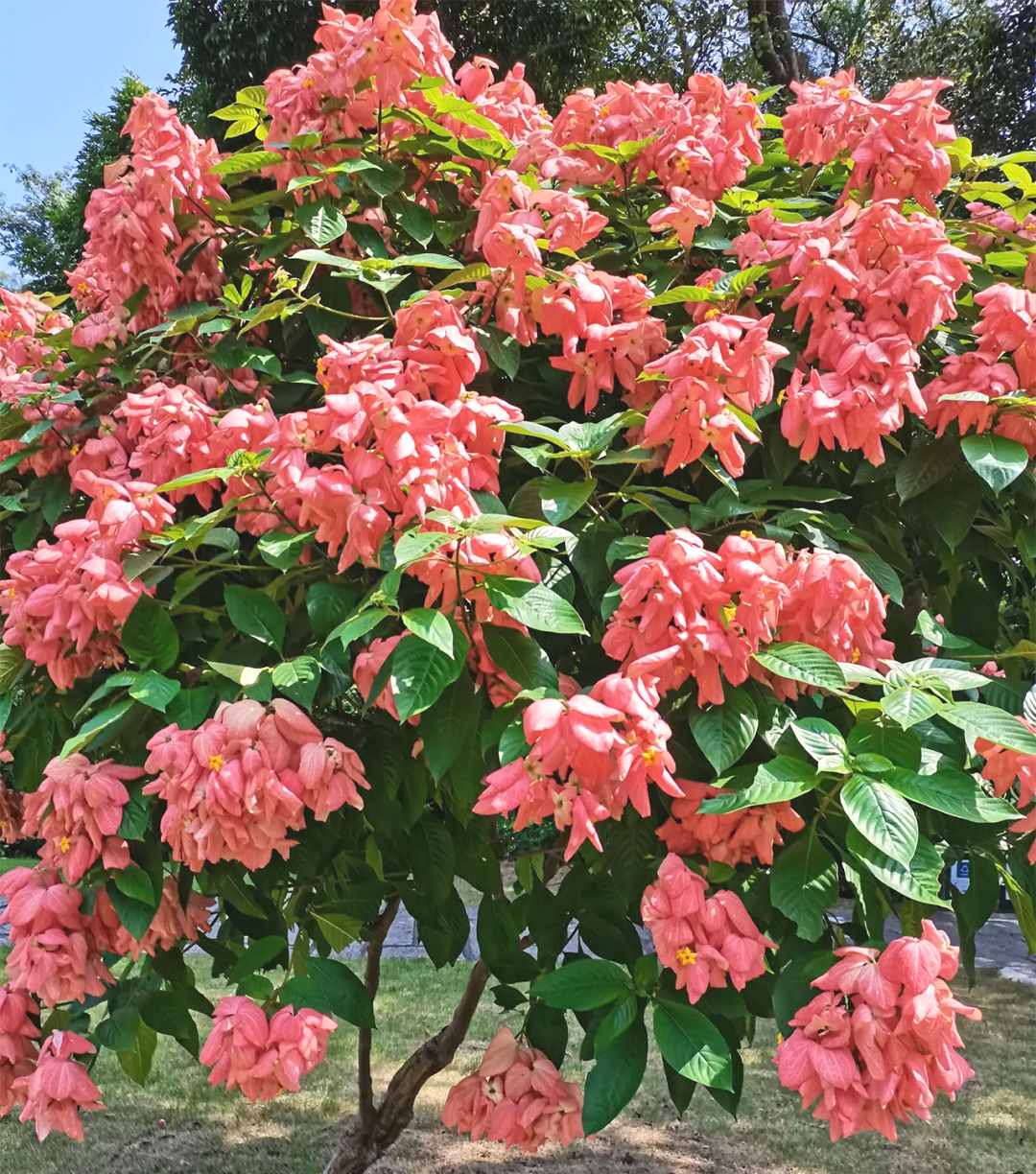 深圳版“莫奈花园”，藏着一个粉色花海