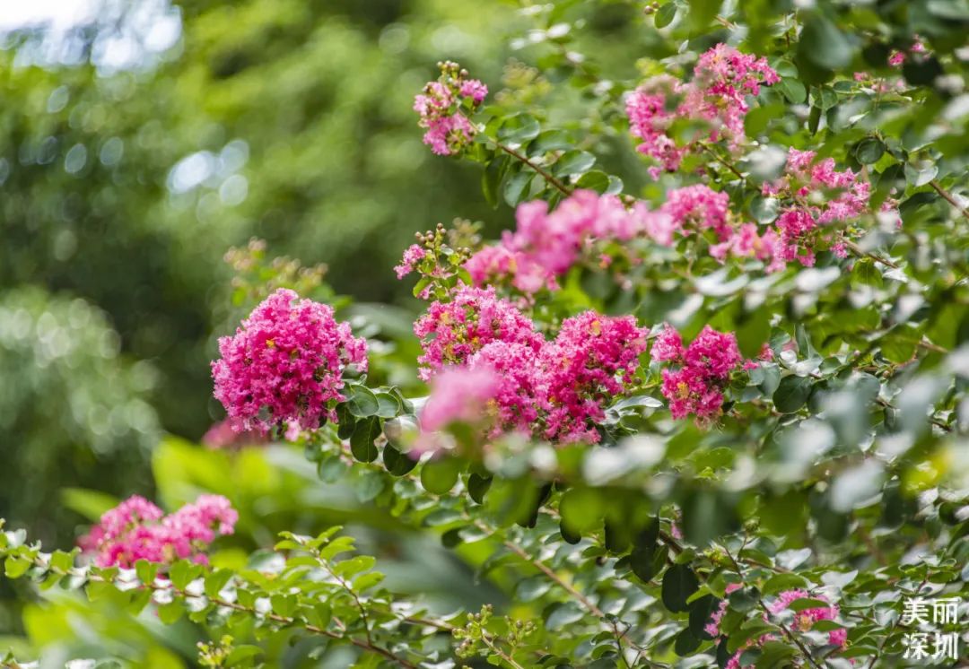 8月花历 | Parkwalk：用脚步感受深圳公园里的鸟语花香