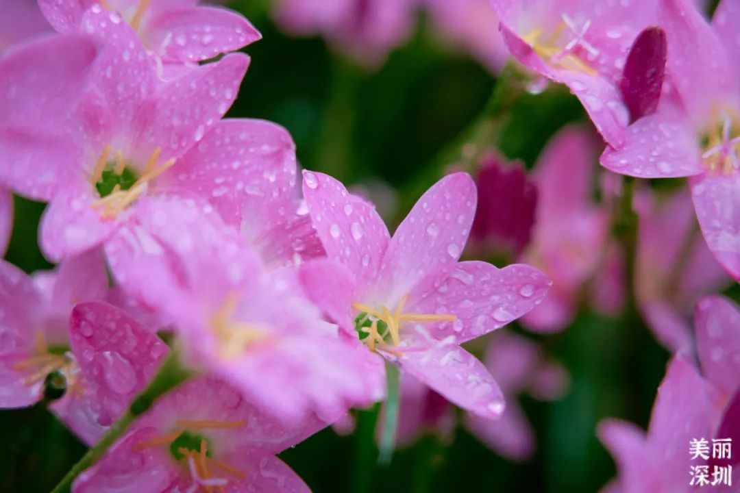 8月花历 | Parkwalk：用脚步感受深圳公园里的鸟语花香