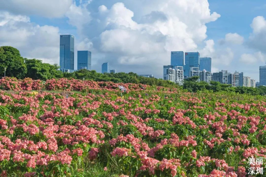 8月花历 | Parkwalk：用脚步感受深圳公园里的鸟语花香