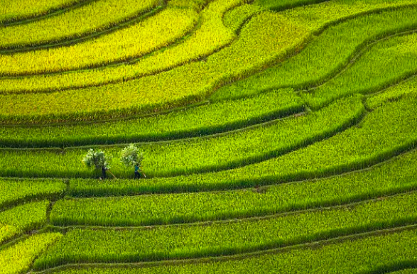 深圳免费景点国庆游玩攻略|大地丰收节日夜嗨不停！！！