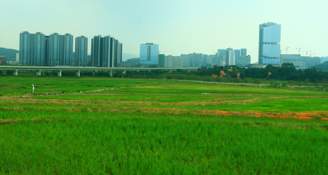 深圳免费景点国庆游玩攻略|大地丰收节日夜嗨不停！！！