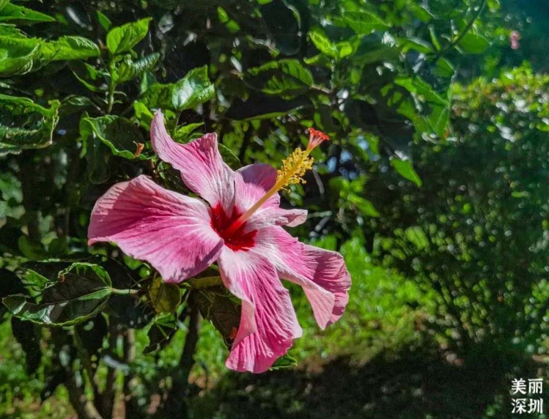 10月花历 | 鹏城花开正艳，秋日赏花正当时