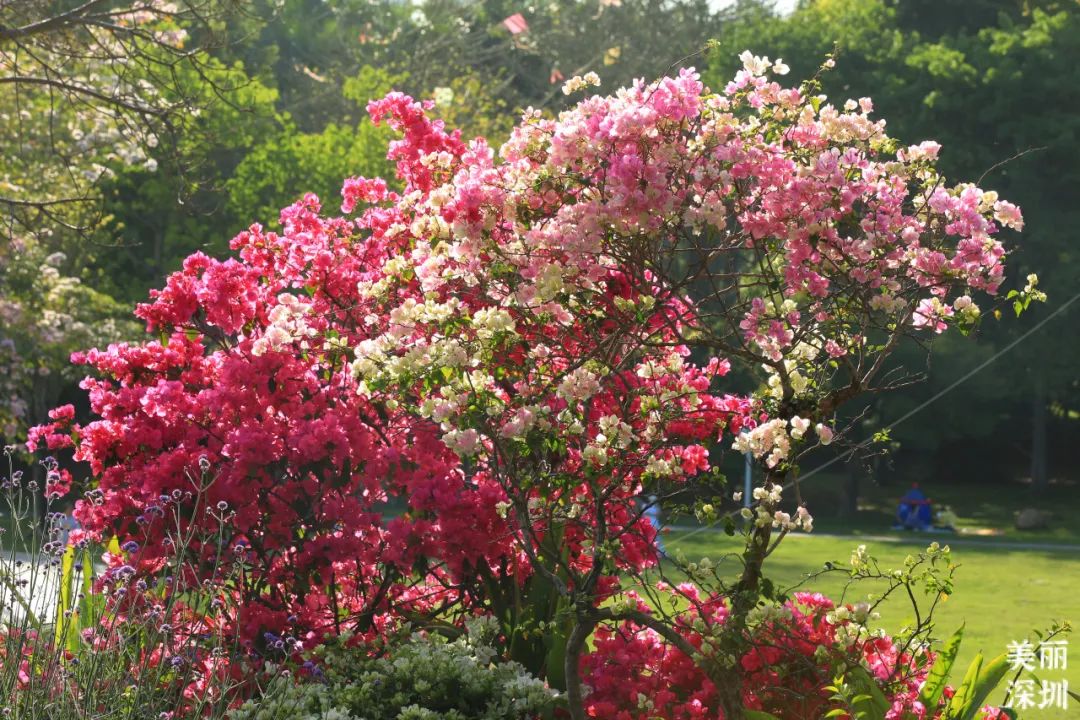 10月花历 | 鹏城花开正艳，秋日赏花正当时