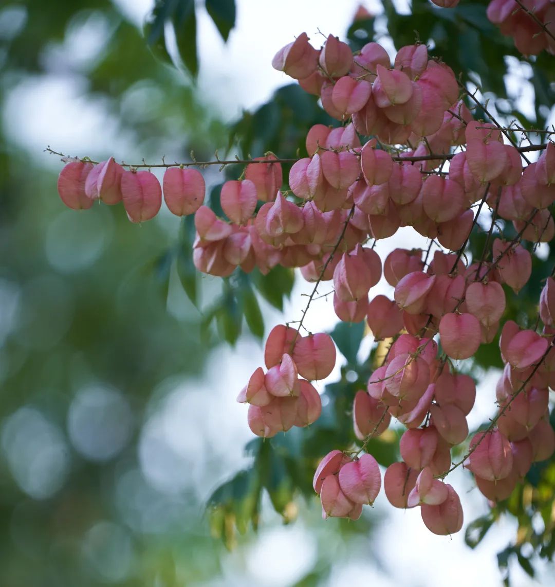 10月花历 | 鹏城花开正艳，秋日赏花正当时