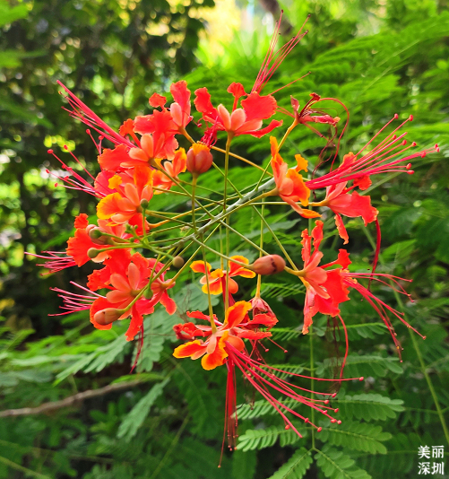 10月花历 | 鹏城花开正艳，秋日赏花正当时