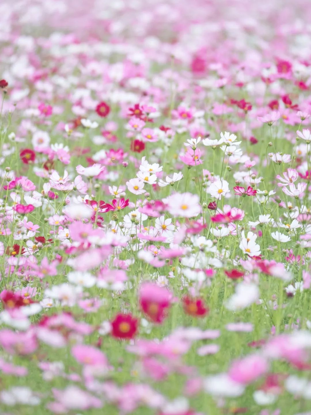 格桑花迎风盛开，版画村陷入了「粉色花海」！