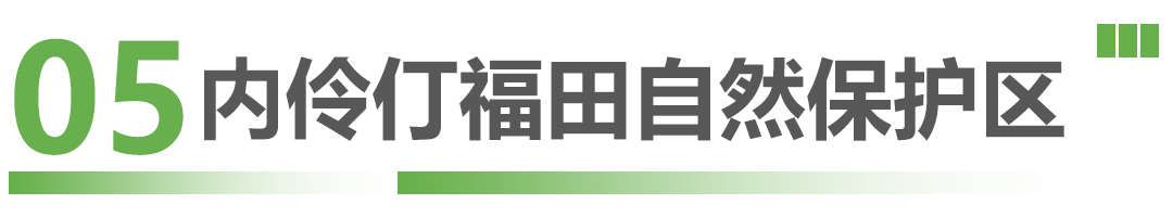 这些候鸟精灵抵深了，观鸟指南奉上！