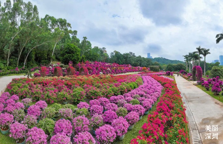 023深圳簕杜鹃花展来啦~