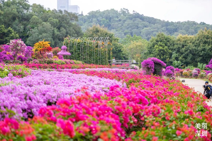 023深圳簕杜鹃花展来啦~