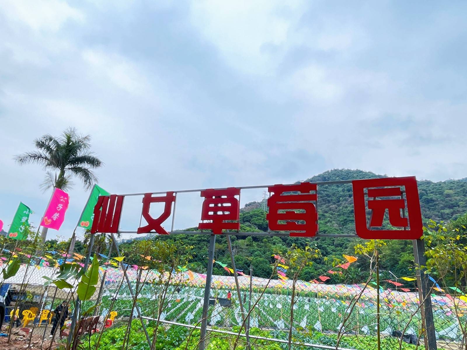 http://img.seeew.com/uploads/20231124/ccv11oapzmj.jpg 【南山西丽·草莓采摘】39.9元抢『仙女草莓园』2大2小草莓采摘套餐(可带走1斤);多种蔬果采摘,天然亲子乐园等你来!