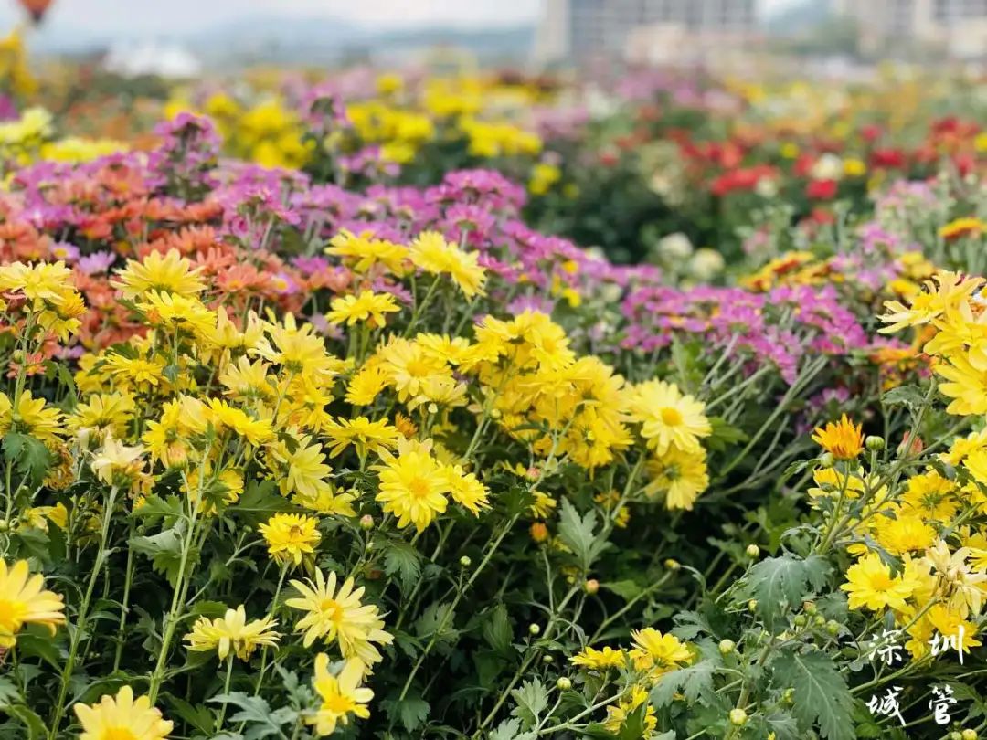 缤纷醉人眼，赏菊正当时，第39届深圳菊花展来啦~