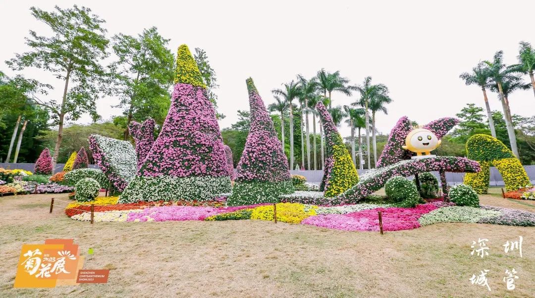 缤纷醉人眼，赏菊正当时，第39届深圳菊花展来啦~