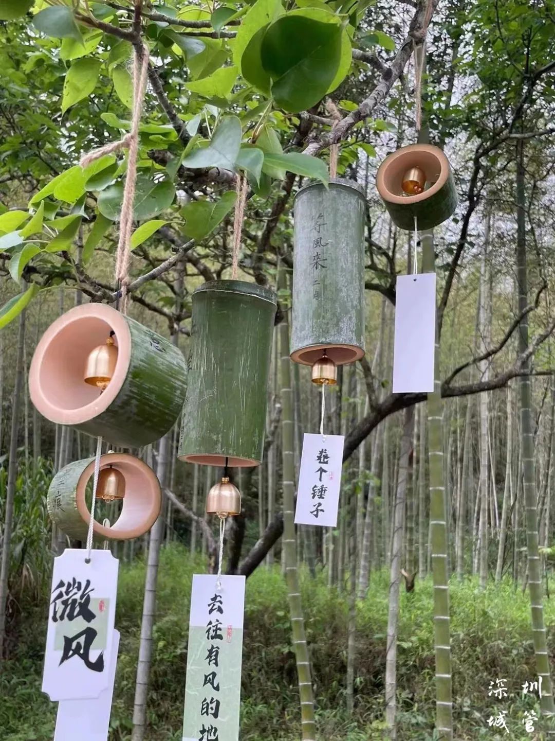 大美茶花，寒末迎春，相约园博园过大寒！