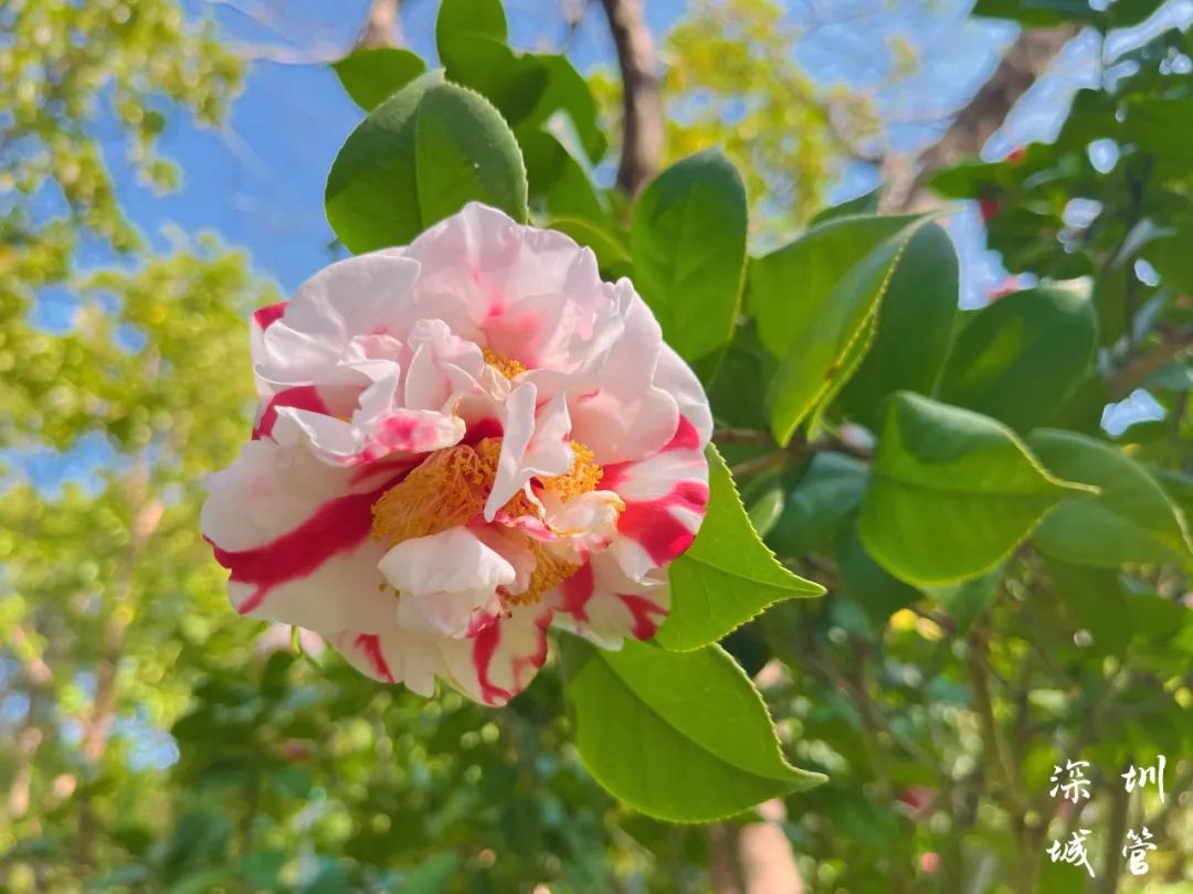 大美茶花，寒末迎春，相约园博园过大寒！