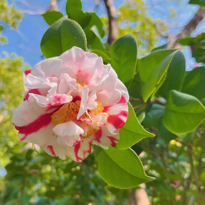 茶花正开，这里的满园春色关不住啦~