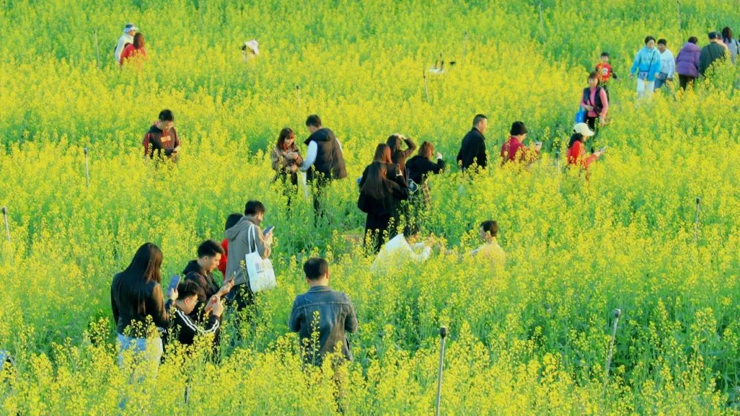 油菜花海灿若金，游人如织打卡忙——光明欢乐田园千亩油菜花海邀您来赏！