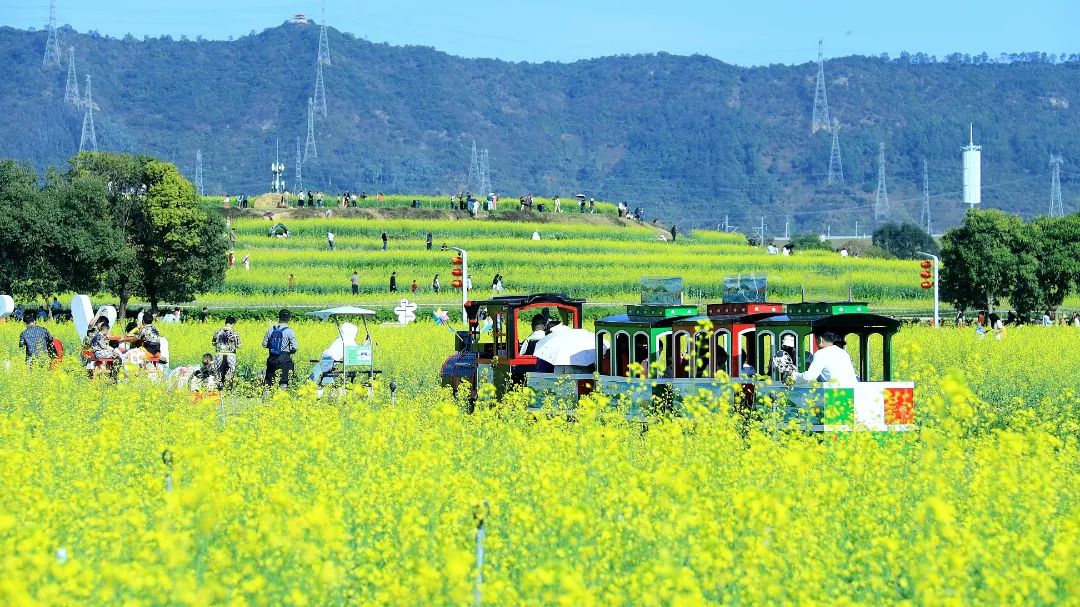 油菜花海灿若金，游人如织打卡忙——光明欢乐田园千亩油菜花海邀您来赏！