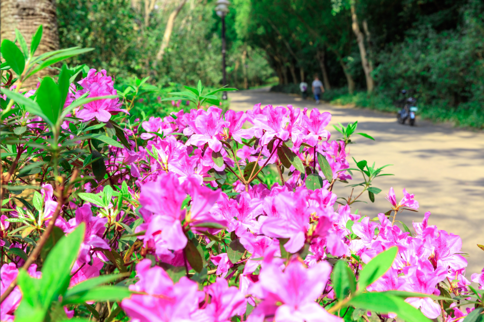 赏花点+1！这个周末，来这里追花游园→