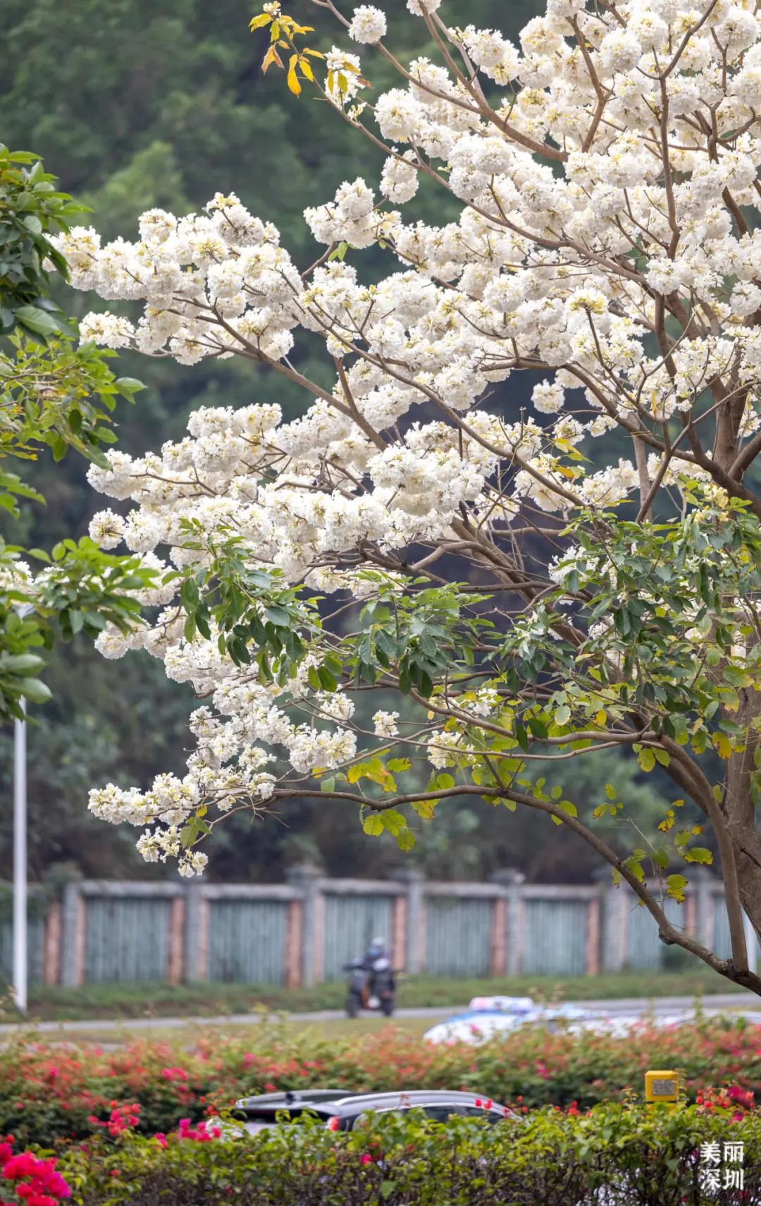 深圳“含春量”100%🦋出门赏花吧！