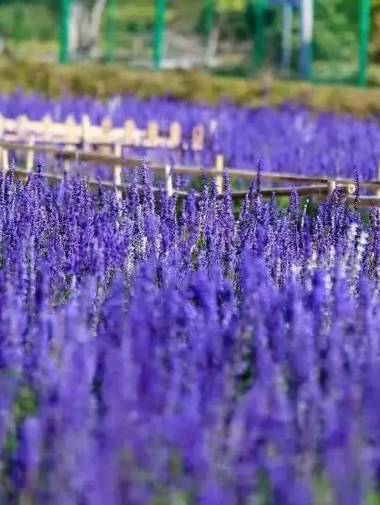 大鹏·赏花记 | 春意正浓，莫负满园庭芳菲