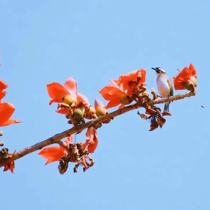 大鹏·赏花记 | 春意正浓，莫负满园庭芳菲