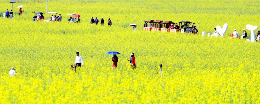 深圳初春踏青赏花去哪里比价好？