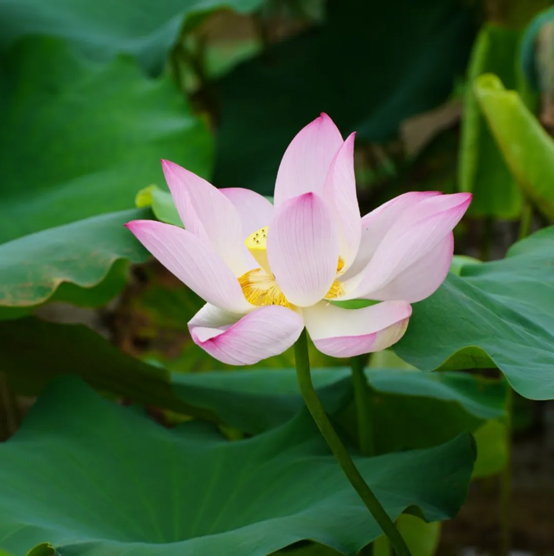 在光明，满塘清荷香，尽享一池夏~