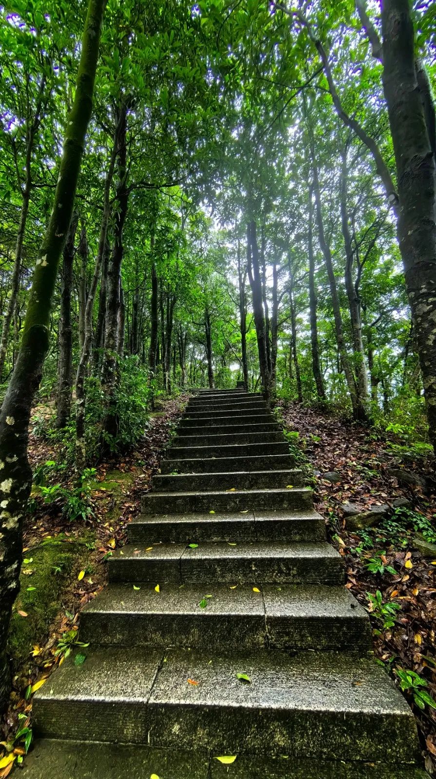 🤩看绝美日落！快来get梧桐山登山攻略！