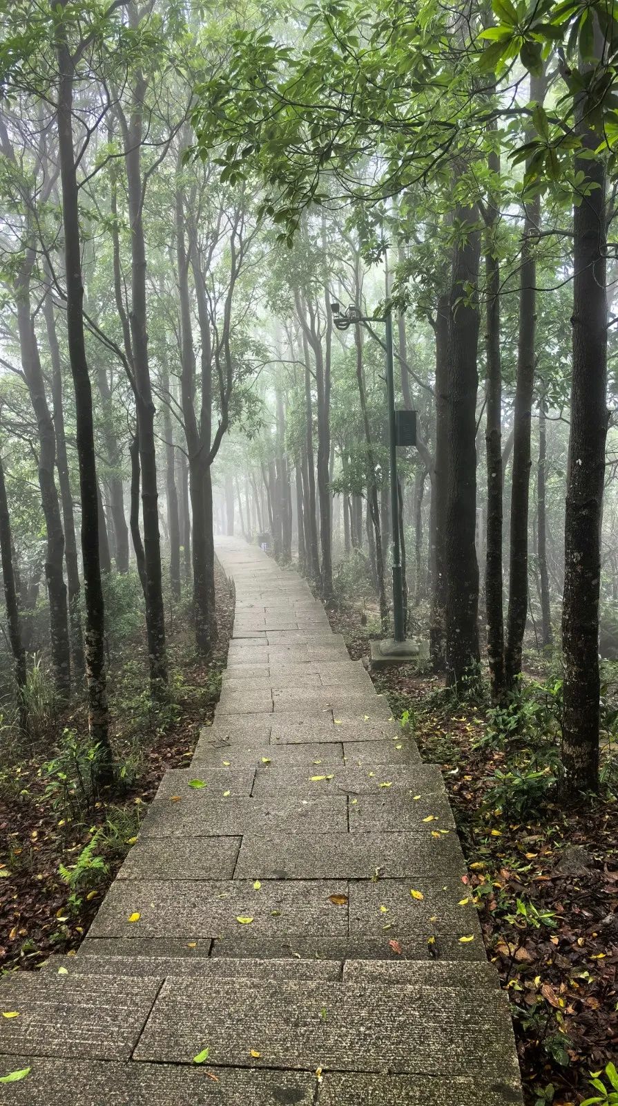 🤩看绝美日落！快来get梧桐山登山攻略！