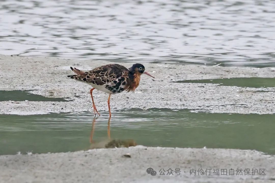 一“鸟”知秋！上千只候鸟飞抵深圳