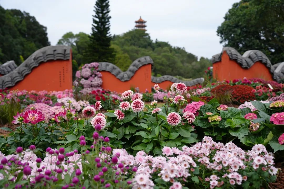 秋季的约定，“2024深圳仙湖植物园秋花集”来了，去逛花花花花花海吧！